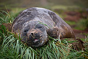 Picture 'Ant1_1_1018 Elephant Seal, South Georgia, Godthul, Antarctica and sub-Antarctic islands'